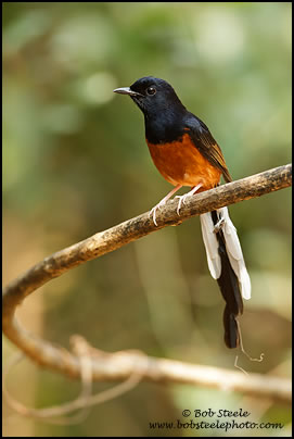 White-rumped Shama (Copsychus malabaricus)