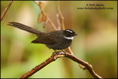 White-throated Fantail (Rhipidura albicollis)