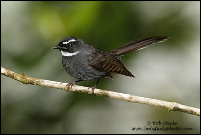 White-throated Fantail (Rhipidura albicollis)