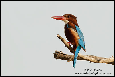 White-throated Kingfisher (Halcyon smyrnensis)