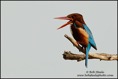White-throated Kingfisher (Halcyon smyrnensis)