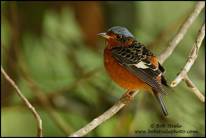 White-throated Rock-Thrush (Monticola gularis) 