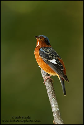 White-throated Rock-Thrush (Monticola gularis) 