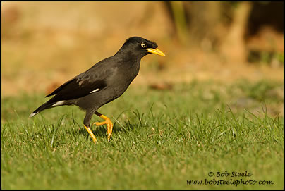 White-vented Myna (Acridotheres grandis)