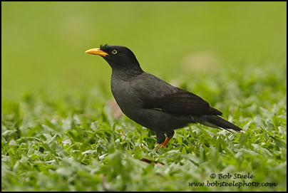 White-vented Myna (Acridotheres grandis)