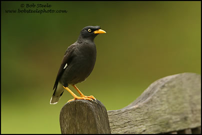 White-vented Myna (Acridotheres grandis)