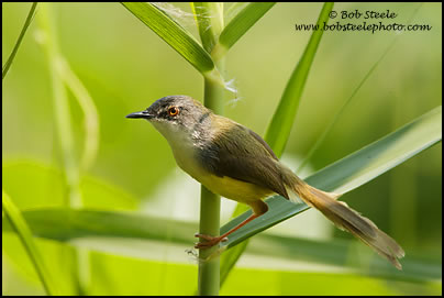 Yellow-bellied Prinia (Prinia flaviventris)