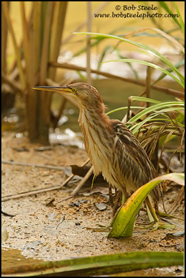 Yellow Bittern (Ixobrychus sinensis)