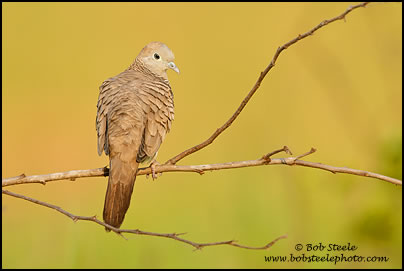 Zebra Dove (Geopelia striata)
