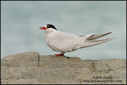 Antarctic Tern (Sterna vittata)