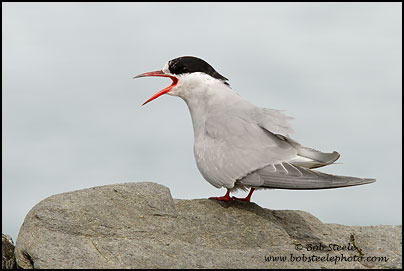 Antarctic Tern (Sterna vittata)