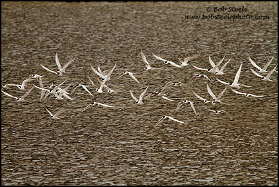 Antarctic Tern (Sterna vittata)