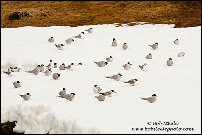 Antarctic Tern (Sterna vittata)