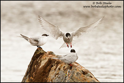 Antarctic Tern (Sterna vittata)