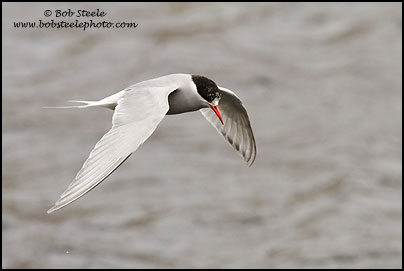 Antarctic Tern (Sterna vittata)