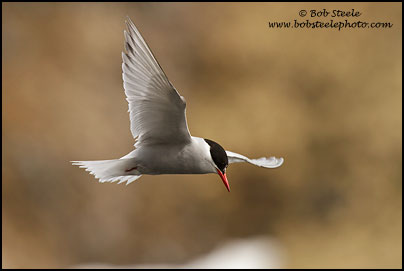 Antarctic Tern (Sterna vittata)