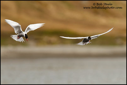 Antarctic Tern (Sterna vittata)