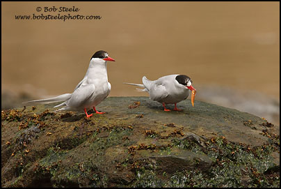 Antarctic Tern (Sterna vittata)