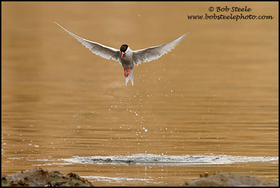Antarctic Tern (Sterna vittata)