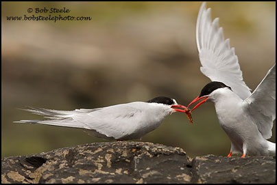 Antarctic Tern (Sterna vittata)