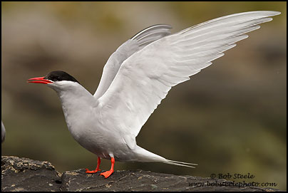 Antarctic Tern (Sterna vittata)