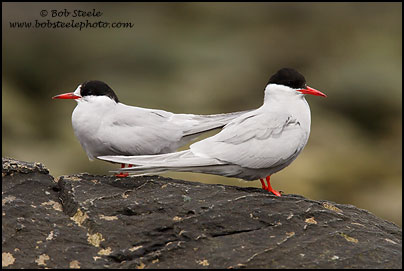 Antarctic Tern (Sterna vittata)