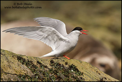 Antarctic Tern (Sterna vittata)
