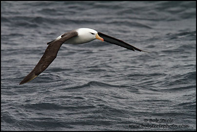 Black-browed Albatross (Thalassarche melanophrys)