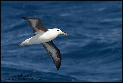 Black-browed Albatross (Thalassarche melanophrys)
