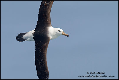 Black-browed Albatross (Thalassarche melanophrys)