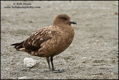 Brown Skua (Stercorarius antarcticus)