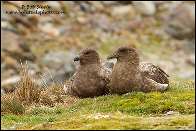 Brown Skua (Stercorarius antarcticus)