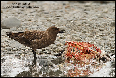 Brown Skua (Stercorarius antarcticus)