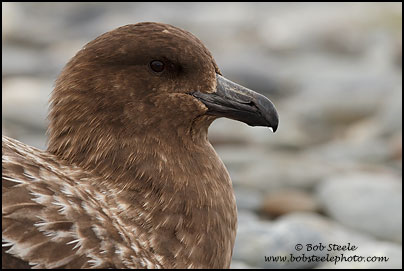 Brown Skua (Stercorarius antarcticus)