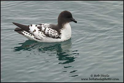 Cape Petrel (Daption capense)