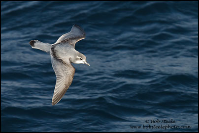 Dove (Antarctic) Prion (Pachyptila desolata)