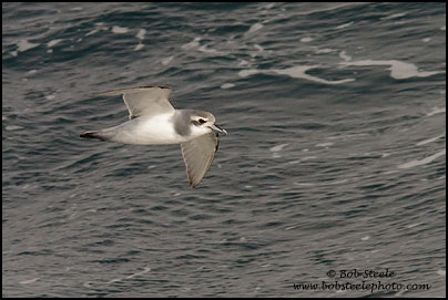 Dove (Antarctic) Prion (Pachyptila desolata)