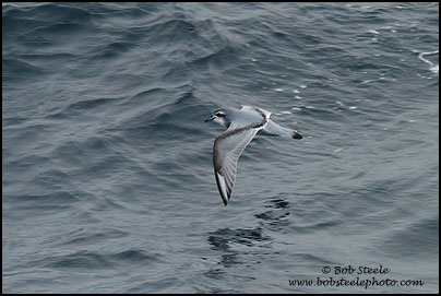 Dove (Antarctic) Prion (Pachyptila desolata)