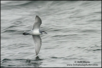 Dove (Antarctic) Prion (Pachyptila desolata)