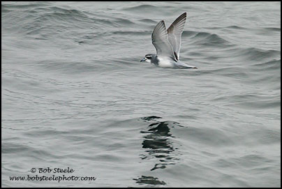 Dove (Antarctic) Prion (Pachyptila desolata)