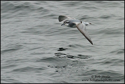 Dove (Antarctic) Prion (Pachyptila desolata)
