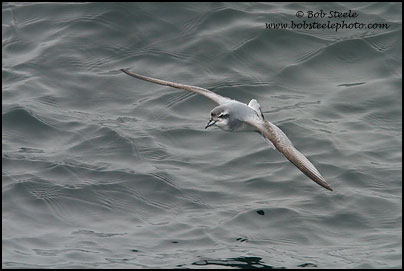 Dove (Antarctic) Prion (Pachyptila desolata)
