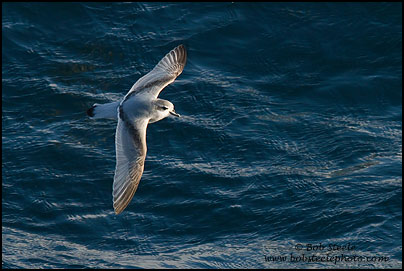Fairy Prion (Pachyptila turtur)