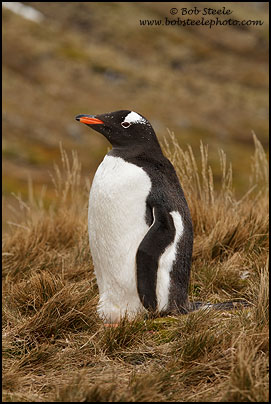Gentoo Penguin (Pygoscelis papua)