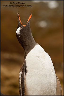Gentoo Penguin (Pygoscelis papua)