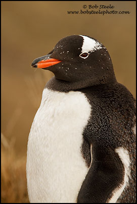 Gentoo Penguin (Pygoscelis papua)