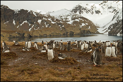 Gentoo Penguin (Pygoscelis papua)
