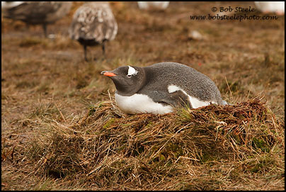 Gentoo Penguin (Pygoscelis papua)