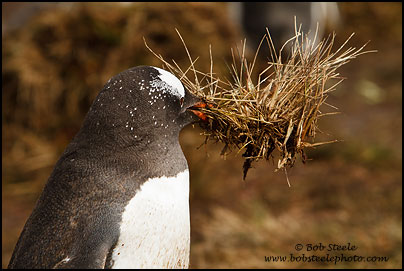 Gentoo Penguin (Pygoscelis papua)