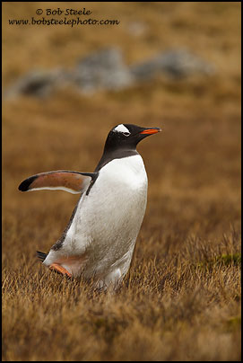 Gentoo Penguin (Pygoscelis papua)